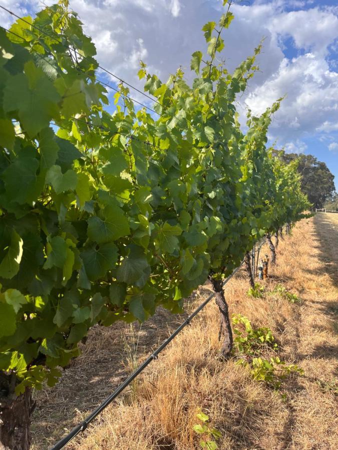 Island Brook Estate Vineyard And Chalets Yelverton Exterior photo